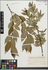 Foto von Salix pentandra L.